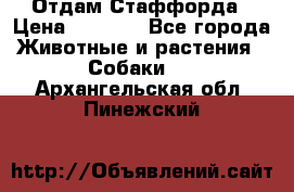 Отдам Стаффорда › Цена ­ 2 000 - Все города Животные и растения » Собаки   . Архангельская обл.,Пинежский 